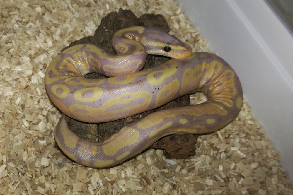 Banana 100% het. Pied