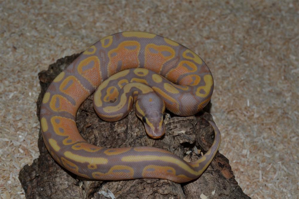 Banana 100% het. Pied