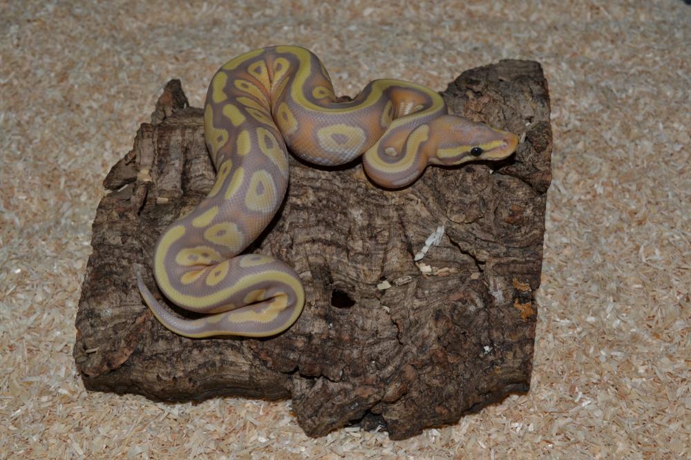 Banana Mojave 100% het. Pied