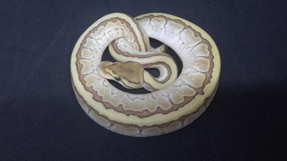 Butter Pinstripe 100% het. Clown