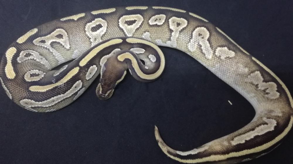 Mojave 100% het. Pied