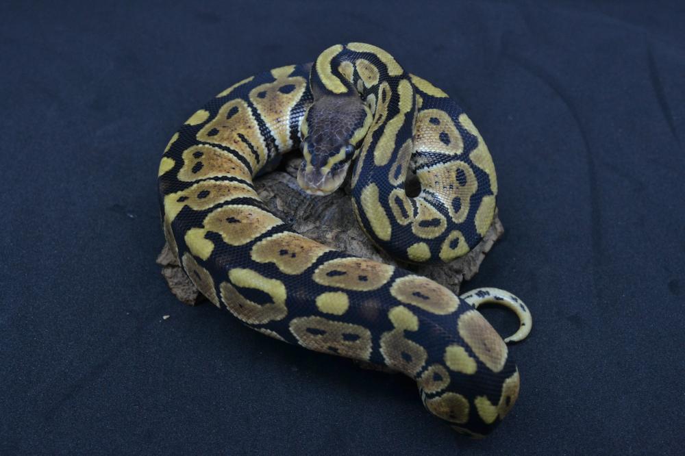 Pastel