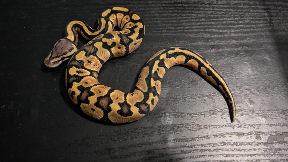 Pastel 66% het. Clown 50% het. Pied